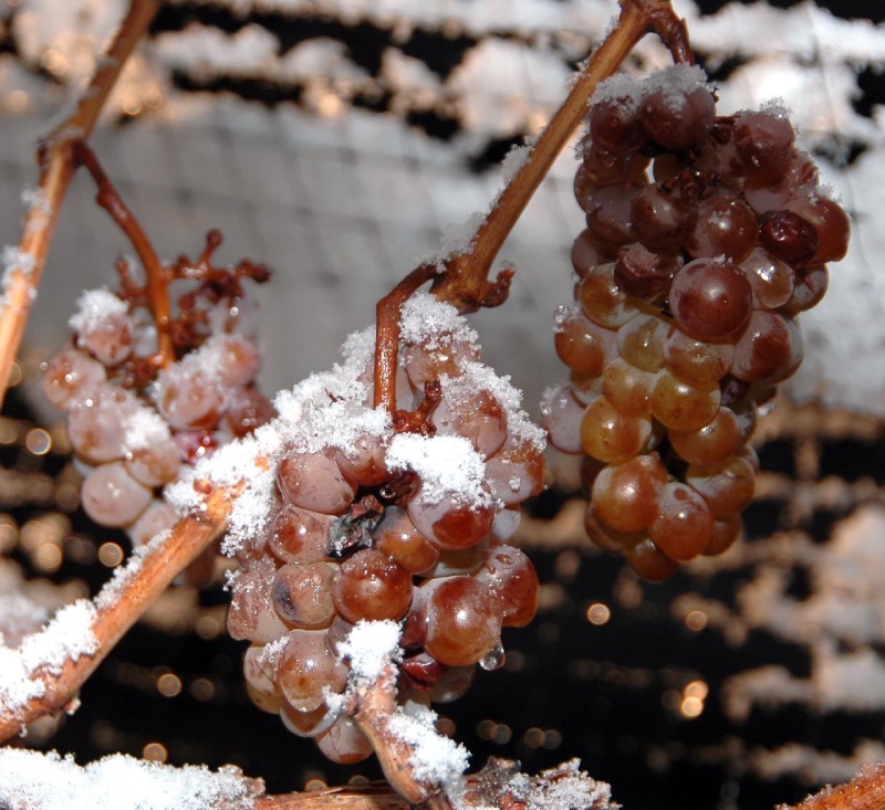 ladove vino-2